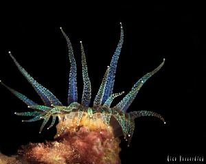 Anemone at night-dive. CANON 40D, Ike housing, IKE Ds125 ... by Rico Besserdich 